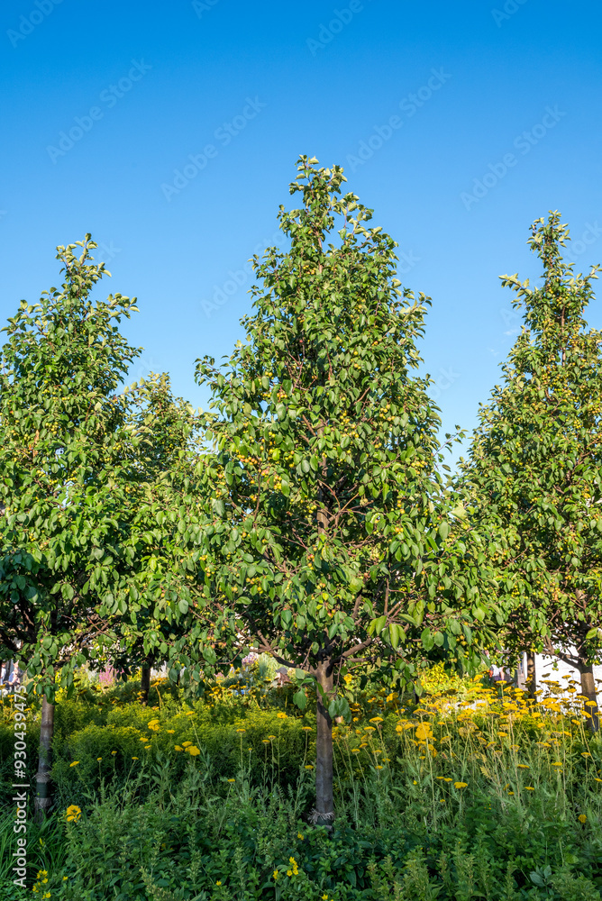 Fototapeta premium Garden with fruit trees