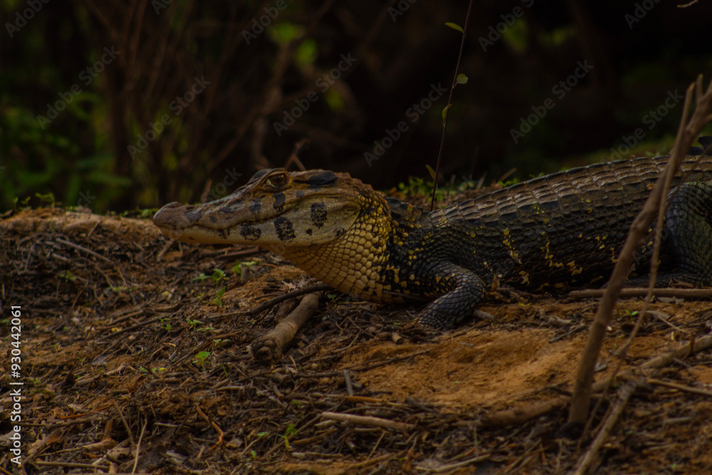 Reptiles del rio Yacuma Reptiles del rio Yacuma