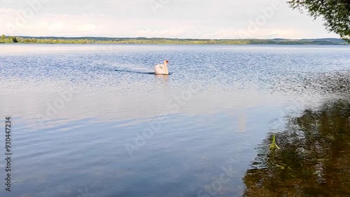 Beautiful white swan floats serenely on tranquil river, reflecting the golden hues of the sunset and the surrounding trees. A perfect moment of nature's beauty
