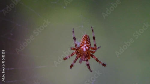 Colorful spider in a spider web photo