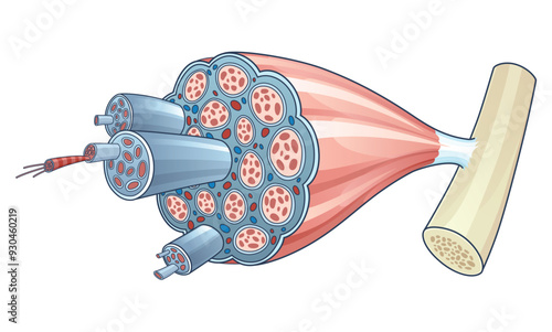 Skeletal muscle anatomy outline diagram. Structure with anatomical inner layers. Educational medical vector illustration