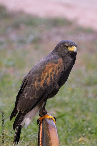eagle