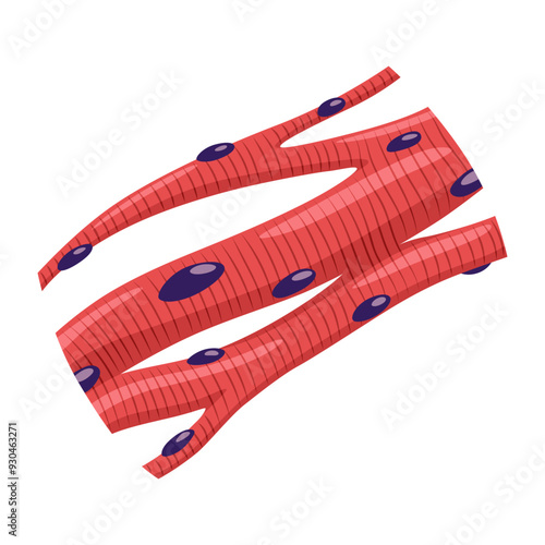 Cardiac muscles tissue with specific function. Medical poster design illustration. Science educational symbol