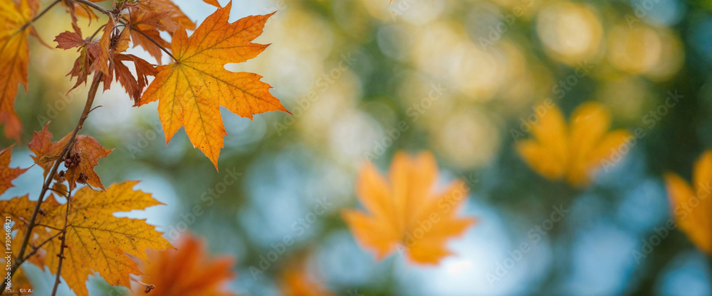 Autumn colored maple tree branch isolated at the edge of an empty sunny blue sky, blurry yellow and orange bright fall leaf background with copy space Autumn colored maple tree branch isolated at the edge of an empty sunny blue sky, blurry yellow and orange bright fall leaf background with copy space