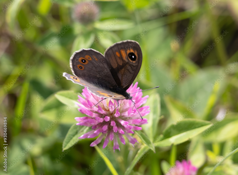 closeup of a Lasiommata maera or large wall brown butterfly on a clover flower closeup of a Lasiommata maera or large wall brown butterfly on a clover flower