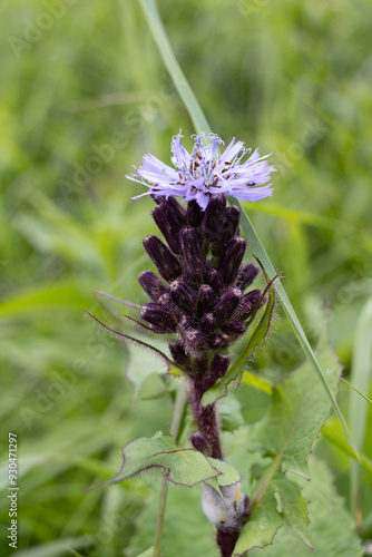 Vászonkép closeup of the flower of Cicerbita alpina or alpine sow-thistle