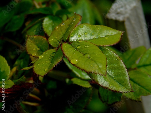 rain drops on the leaves