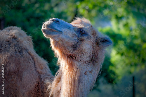 Foto Portrait of funny camel prude mouth