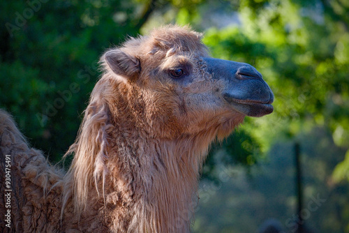 Portrait of funny camel prude mouth photo