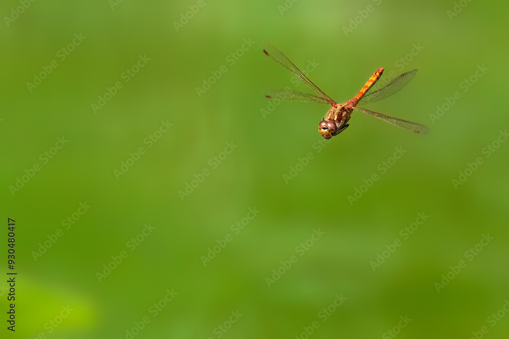 Common darter dragon fly over water on a green background Common darter dragon fly over water on a green background