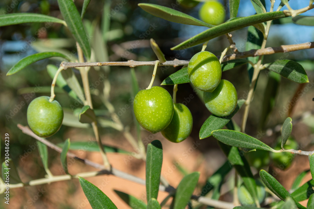 Aceitunas madurando en rama Aceitunas madurando en rama