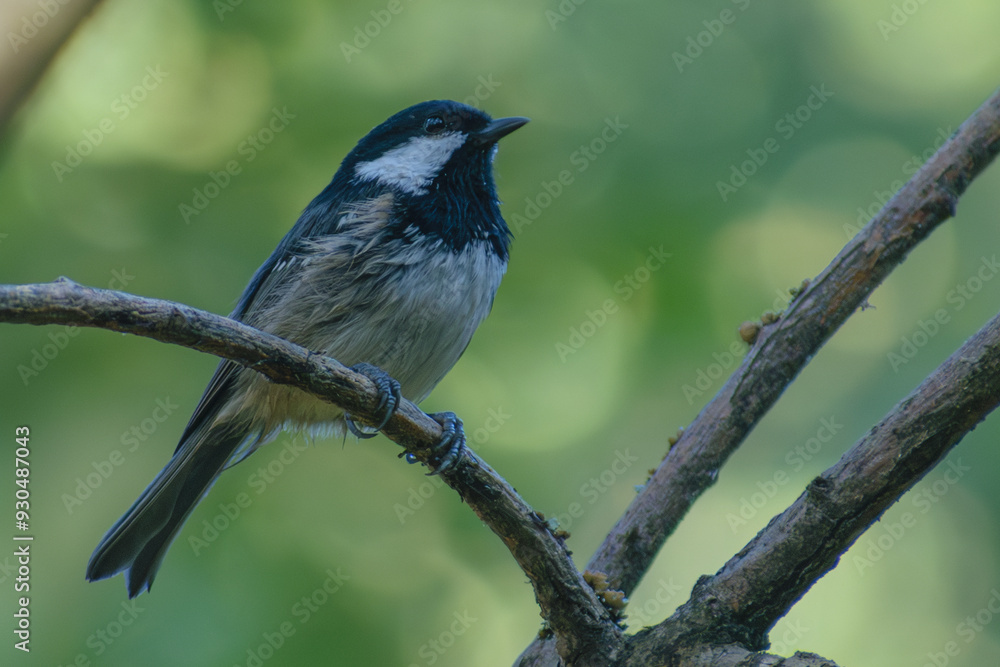 Naklejka premium Coal Tit on the tree