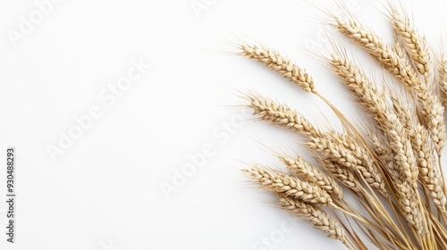 Obraz na płótnie High-resolution flat lay of wheat on a white background, showcasing detailed stock photography of this grain. w salonie