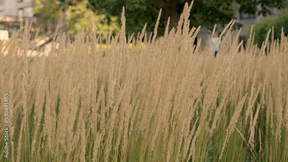 grass silhouette at sunset. ears of sunlight wild grass silhouette a evening nature grass silhouette at sunset. ears of sunlight wild grass silhouette a evening nature