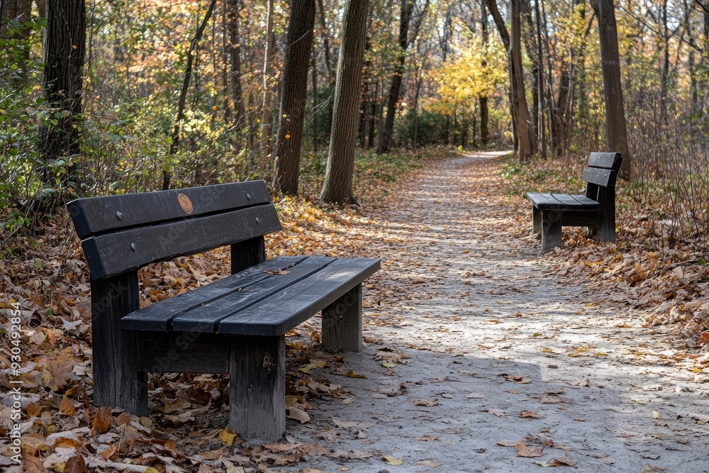 Two Empty Wooden Benches Facing Each Other on a Forest Path Two Empty Wooden Benches Facing Each Other on a Forest Path