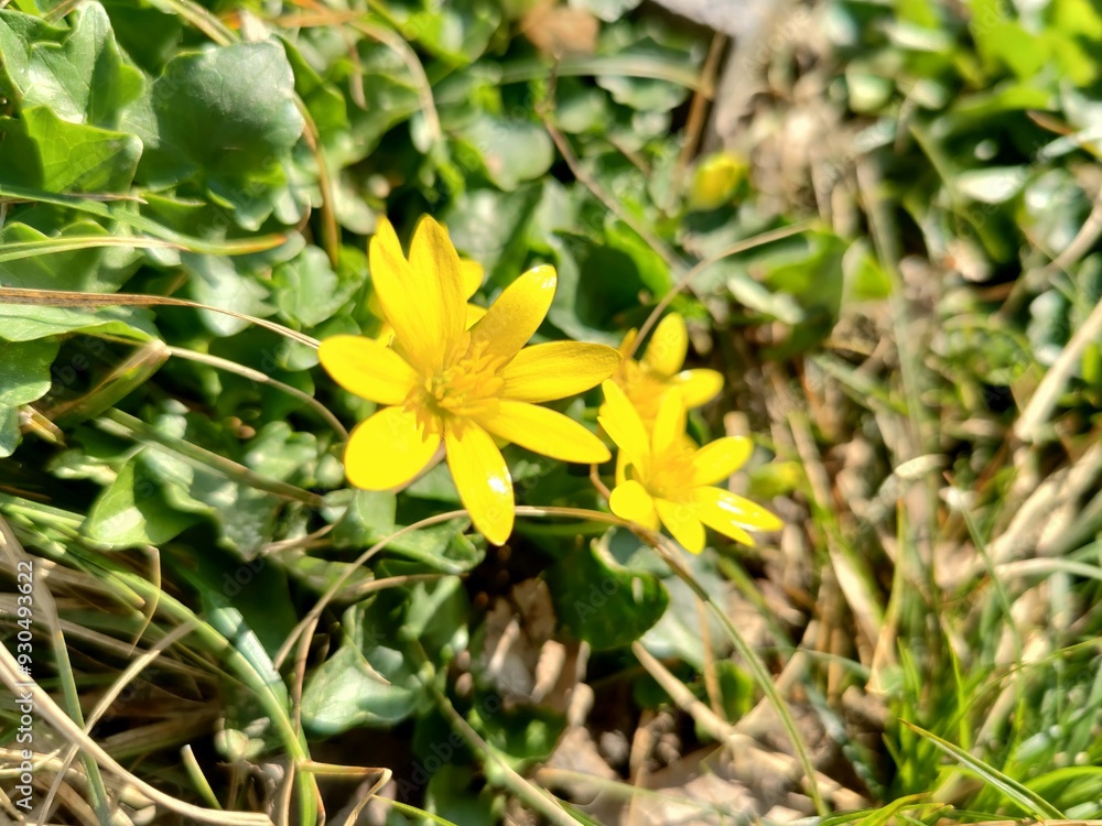 This image features a closeup view of a vibrant yellow flower that is growing in the lush green grass beneath it This image features a closeup view of a vibrant yellow flower that is growing in the lush green grass beneath it