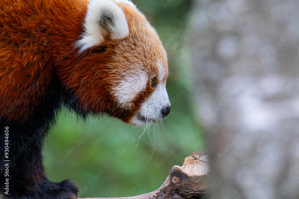 Fototapeta premium Red panda