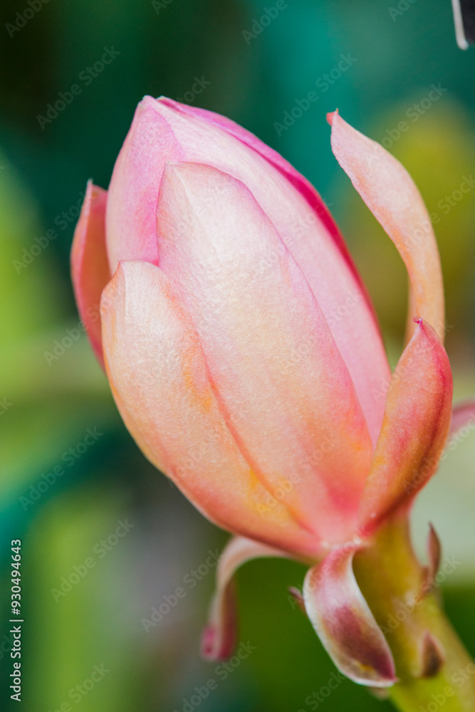 Here is a beautiful closeup view of a delicate pink flower bud perched gracefully upon a slender green stem, showcasing natures beauty