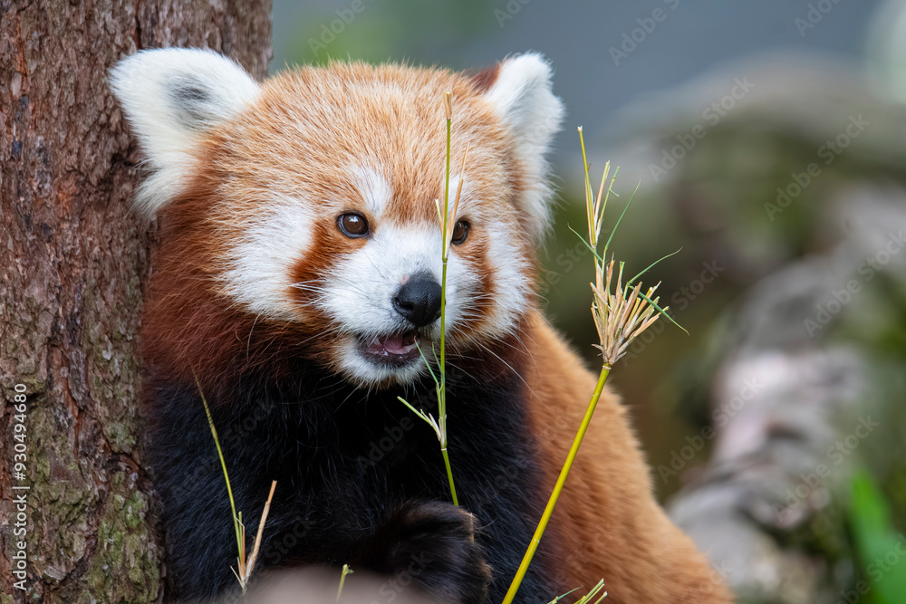 Fototapeta premium Red panda
