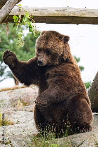 Brown bear 