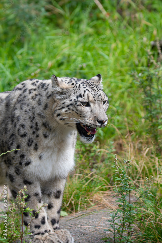 Fototapeta premium Snow leopard