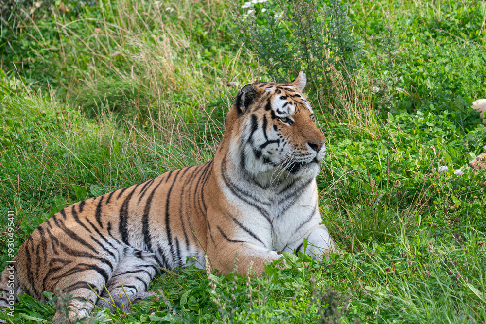 Fototapeta premium Tiger
