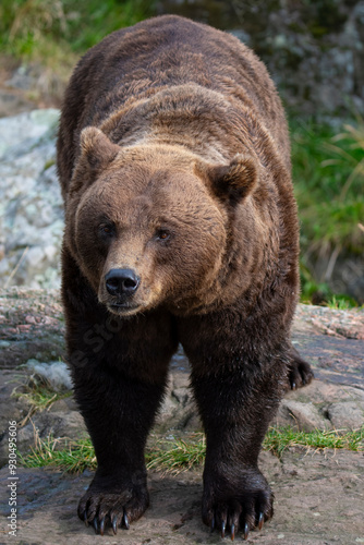 Brown bear 