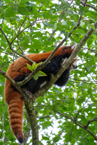 Red panda
