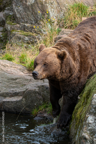 Brown bear 