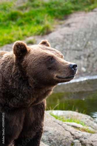 Brown bear 