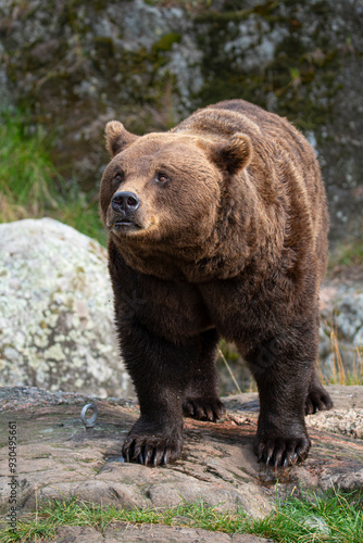Brown bear 