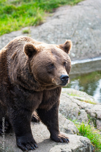 Brown bear 