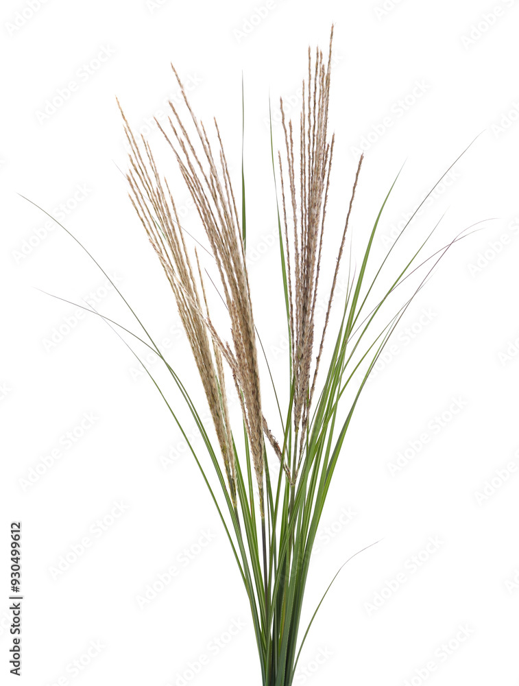 Bunch of green sedge. Bunch of green sedge.