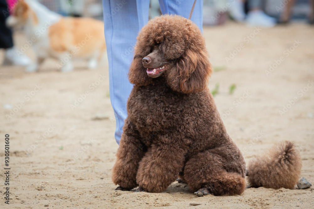 Adorable brown poodle at a dog show. Handler Puts a small poodle on show for inspection by a dog specialist. Adorable brown poodle at a dog show. Handler Puts a small poodle on show for inspection by a dog specialist.