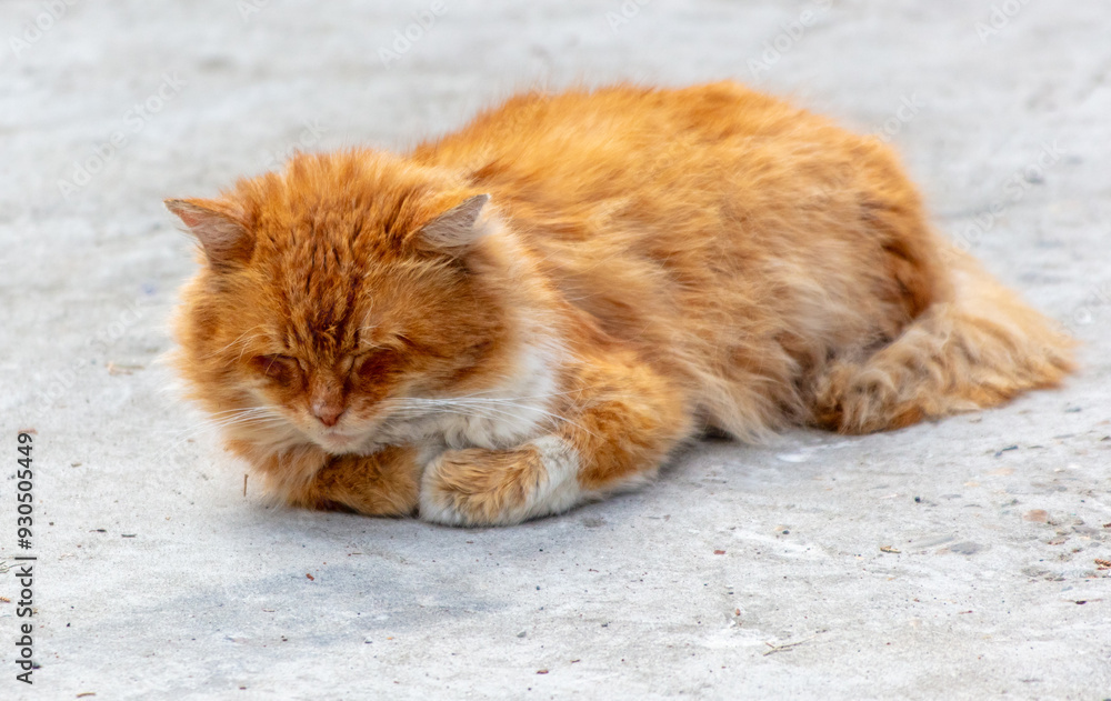A red cat sleeps on the road in the city A red cat sleeps on the road in the city