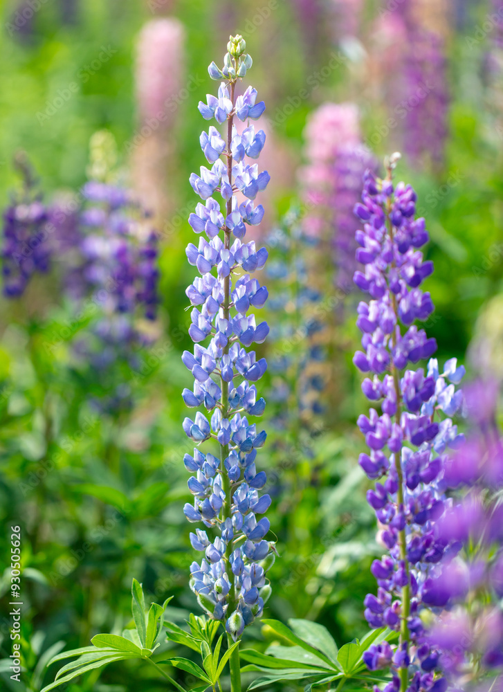 Fototapeta premium Lupine flowers in nature. Close-up