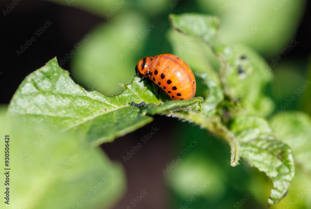 Colorado potato beetle on potato leaves. Close-up Colorado potato beetle on potato leaves. Close-up