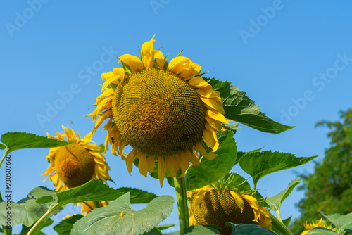 Sunflower field is seen. The common sunflower (Helianthus annuus) is a species of large annual forb of the daisy family Asteraceae. 