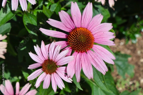 pink flowers