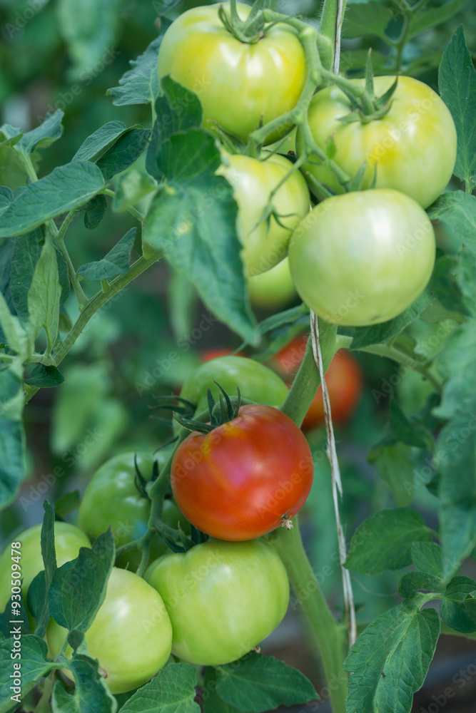 Ripe red tomatoes in a greenhouse Ripe red tomatoes in a greenhouse