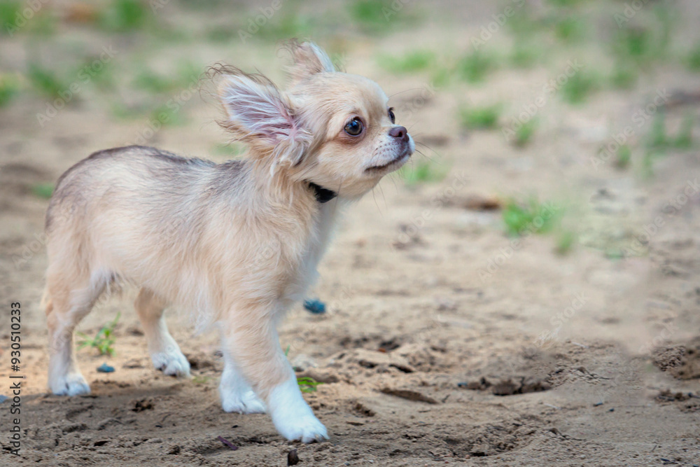 Chihuahua puppy poses and plays in nature. Chihuahua puppy poses and plays in nature.