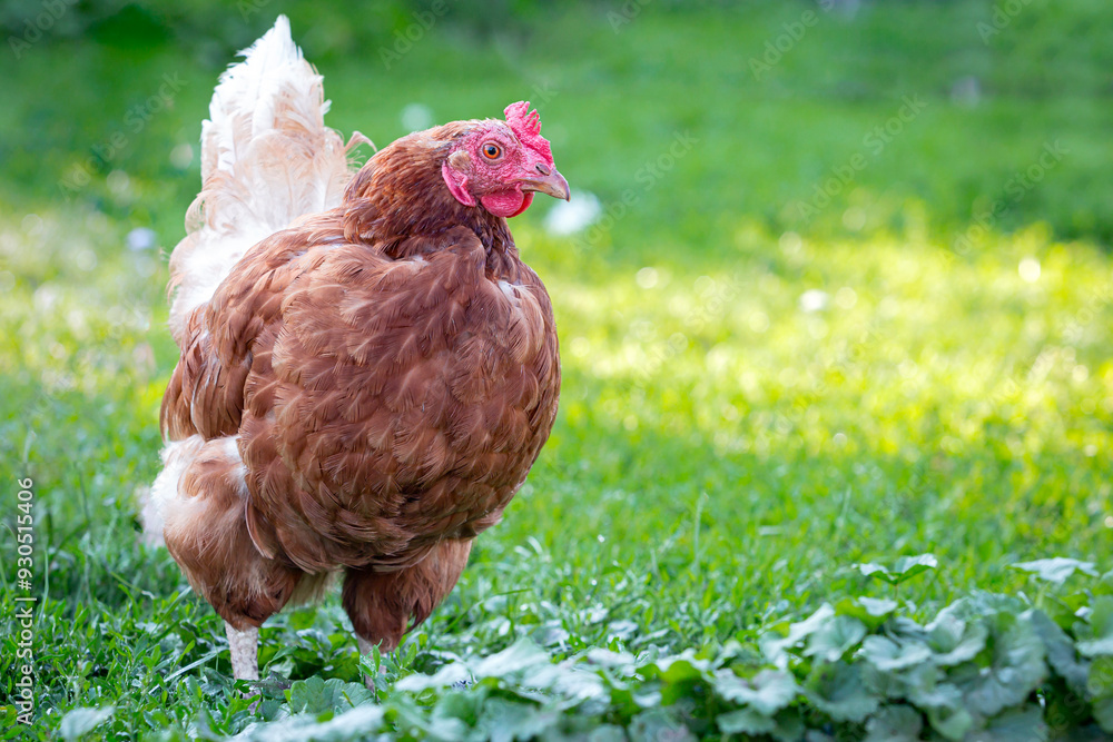 custom made wallpaper toronto digitalChicken or hen on a green meadow with . Chickens on a traditional organic free-range farm grazing on the grass