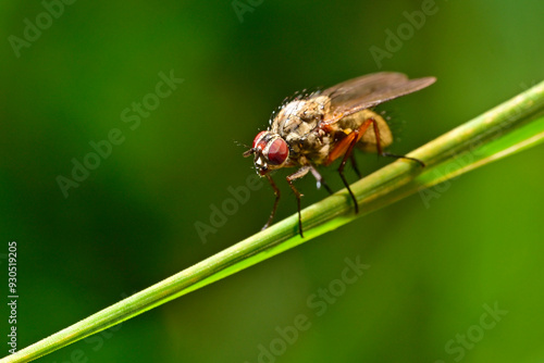 Blumenfliege // Root-maggot fly (Anthomyiidae) - Germany photo