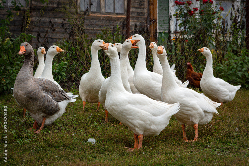 Close-up of young white geese and greylag goose strolling through the village. Close-up of young white geese and greylag goose strolling through the village.