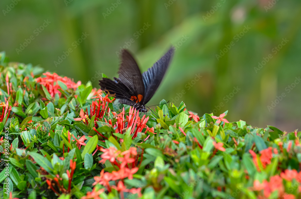 Fototapeta premium Papilio protenor sits on a flower. Macro photo of a butterfly