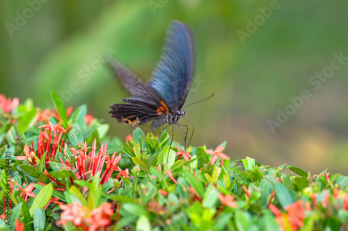 Papilio protenor sits on a flower. Macro photo of a butterfly photo