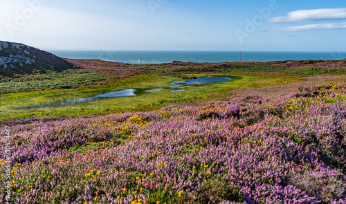 Views around South Stack Lighthouse with the heather out - Anglesey 