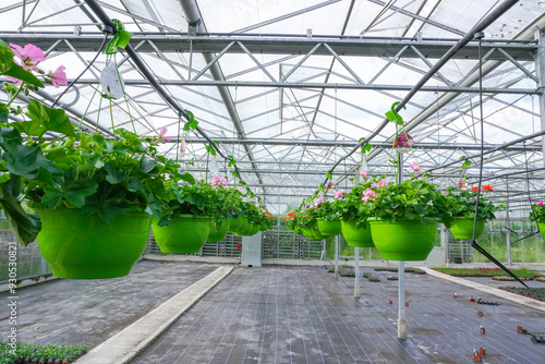 Various flowers bloom in large green baskets, hanging from hooks in the greenhouse, creating a picturesque and vibrant display