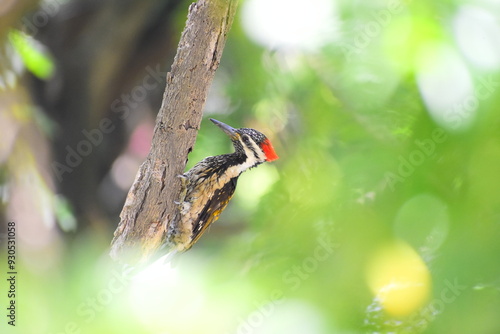 woodpecker on a tree