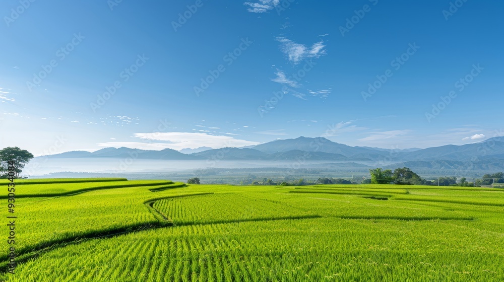 Fototapeta premium A river runs through a field of green rice